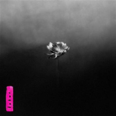 Little Simz / Lotus